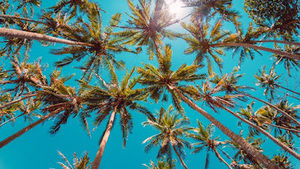 Meet your Posher, Llama